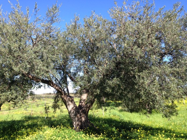 azienda milio esterno casa
